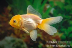 Gelbkopforanda, Carassius auratus (Kaltwasser)