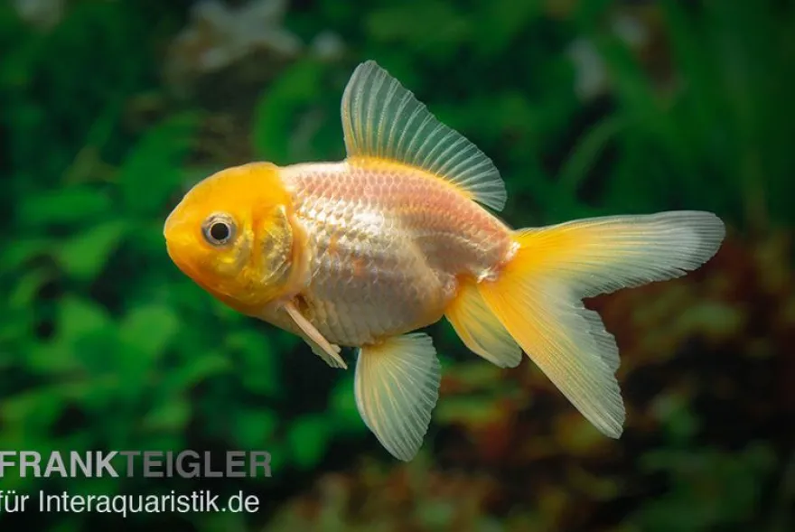 Gelbkopforanda, Carassius auratus (Kaltwasser)