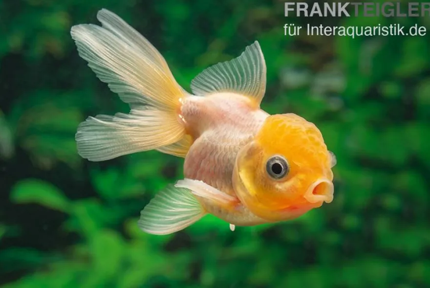 Gelbkopforanda, Carassius auratus (Kaltwasser)