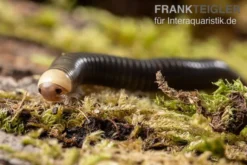 Gelbkopf Tausendfüßer, Spirobolus sp. "Yellow Head"