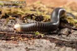 Gelbkopf Tausendfüßer, Spirobolus sp.