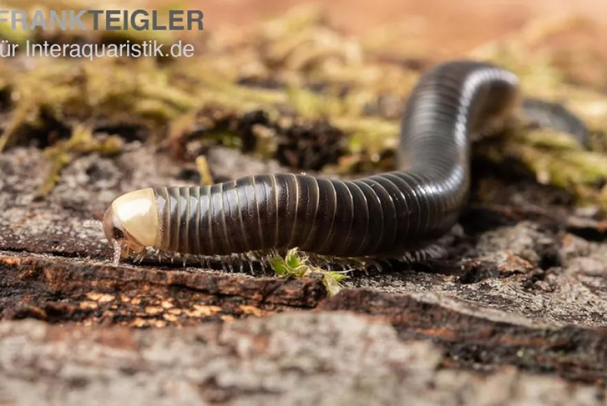 Gelbkopf Tausendfüßer, Spirobolus sp. "Yellow Head"