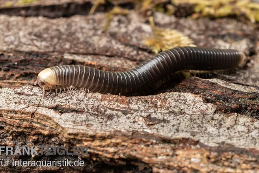 Gelbkopf Tausendfüßer, Spirobolus sp. "Yellow Head"