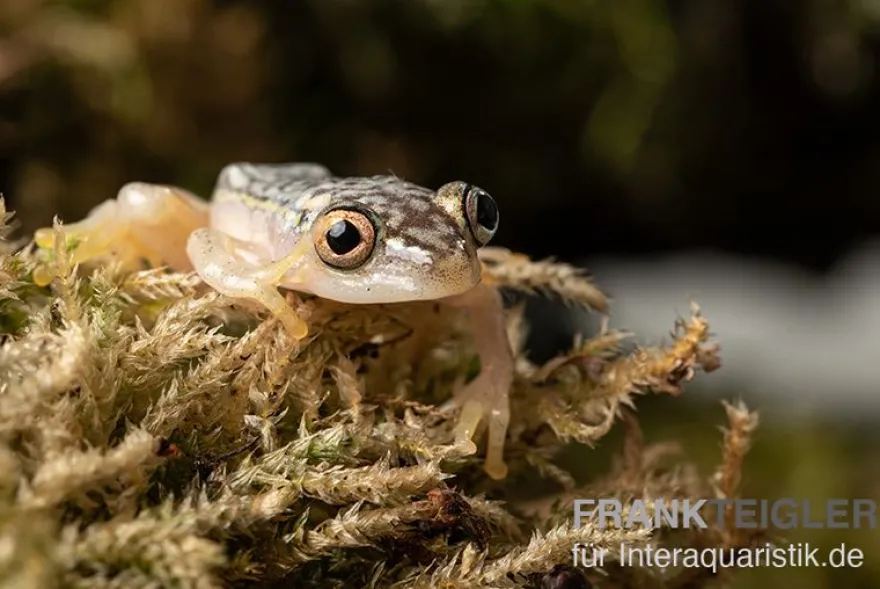 Gelbpunktriedfrosch, Heterixalus alboguttatus