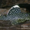 Gelbsaum-Prachtharnischwels, L81, Baryancistrus spec., 6-8 cm