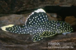 Gelbsaum-Prachtharnischwels, L81, Baryancistrus spec., 6-8 cm