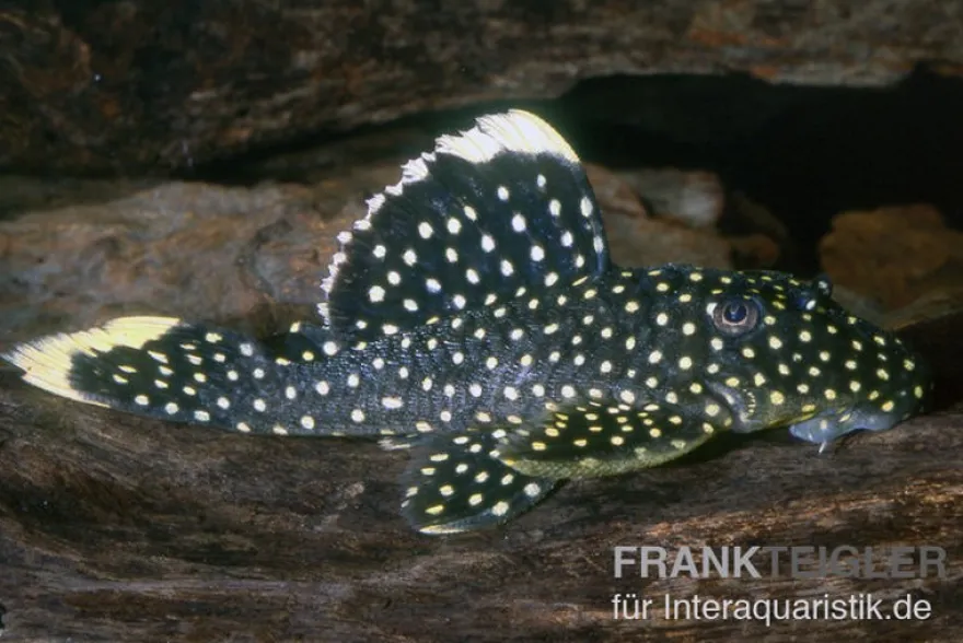 Gelbsaum-Prachtharnischwels, L81, Baryancistrus spec., 6-8 cm