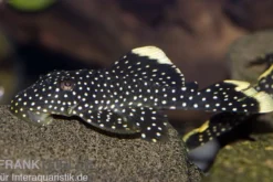 Gelbsaum-Prachtharnischwels, L81, Baryancistrus spec., 6-8 cm