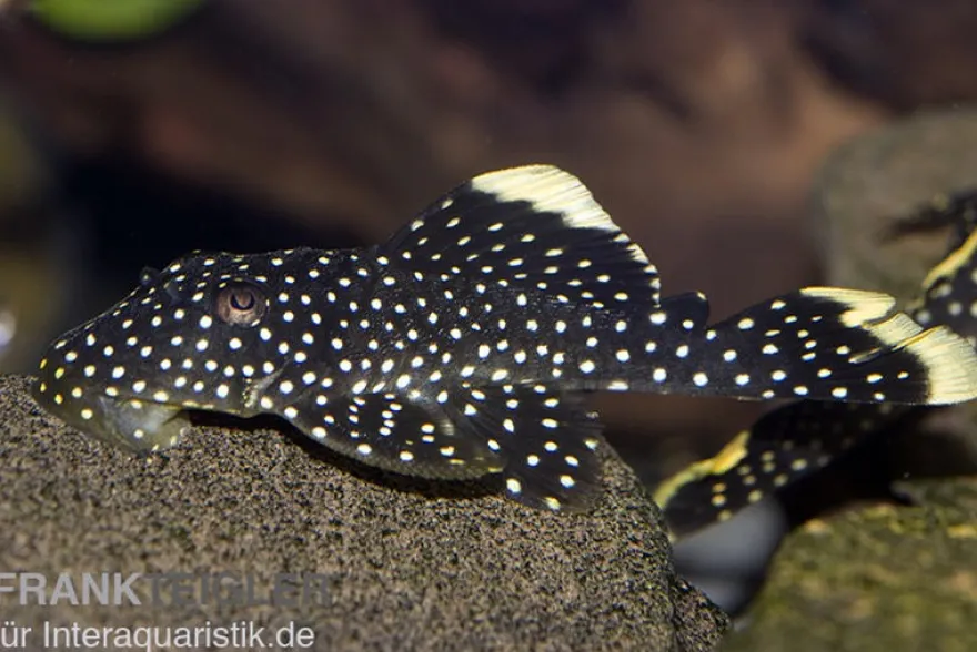 Gelbsaum-Prachtharnischwels, L81, Baryancistrus spec., 6-8 cm