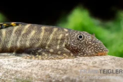 Gelbschwanz Flossensauger, Pseudogastromyzon viriosus