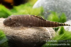 Gelbschwanz Flossensauger, Pseudogastromyzon viriosus