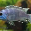 Gelbschwanz-Maulbrüter, Pseudotropheus spec. acei Luwala, 4-6 cm DNZ
