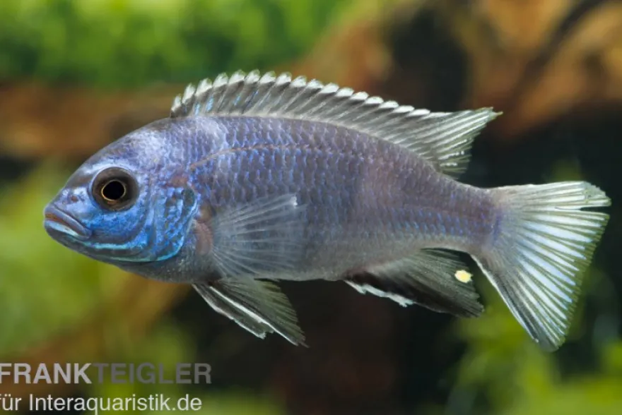 Gelbschwanz-Maulbrüter, Pseudotropheus spec. acei Luwala, 4-6 cm DNZ