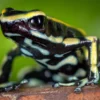 Gelbstreifen Baumsteiger, Dendrobates truncatus