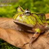 Gemalter Hornfrosch (grün), Ceratophrys cornuta green