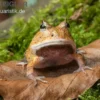 Gemalter Hornfrosch (red), Ceratophrys cornuta