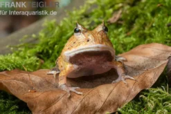 Gemalter Hornfrosch (red), Ceratophrys cornuta