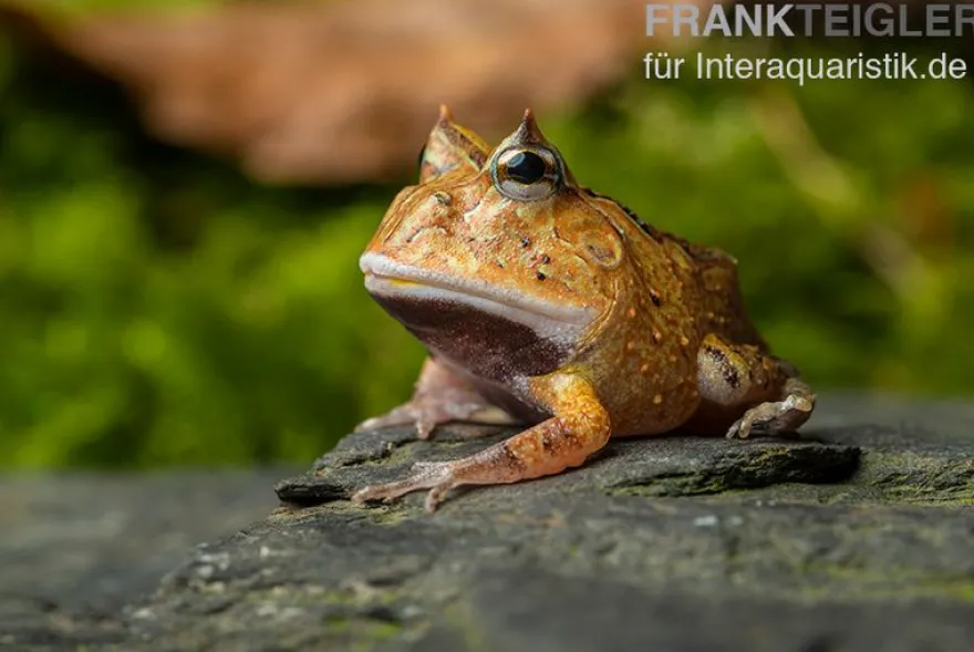 Gemalter Hornfrosch (red), Ceratophrys cornuta