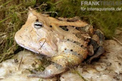 Gemalter Hornfrosch (red), Ceratophrys cornuta