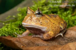 Gemalter Hornfrosch (red), Ceratophrys cornuta