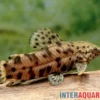 Gemalter Schwielenwels, Hoplosternum thoracatum