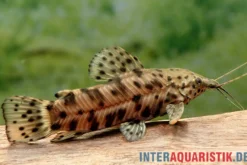 Gemalter Schwielenwels, Hoplosternum thoracatum