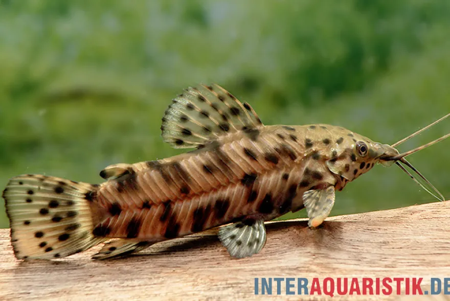 Gemalter Schwielenwels, Hoplosternum thoracatum