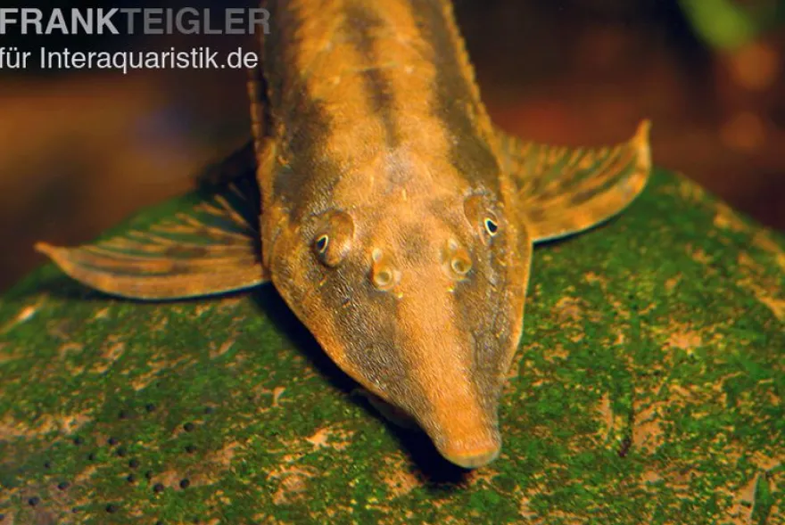 Gemeiner Bartwels, Sturisoma barbatum