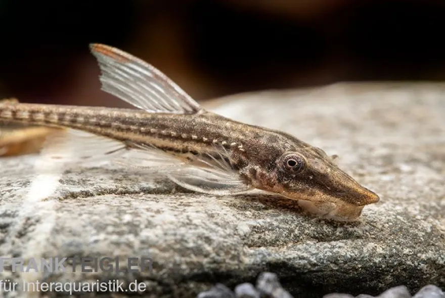 Gemeiner Bartwels, Sturisoma barbatum