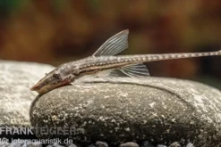 Gemeiner Bartwels, Sturisoma barbatum