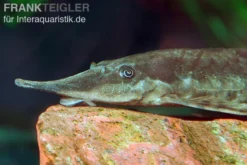 Gemeiner Bartwels, Sturisoma barbatum