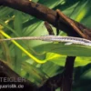 Gemeiner Nadelwels, Farlowella acus