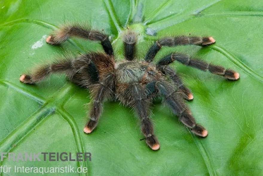 Gemeine Vogelspinne, Avicularia avicularia