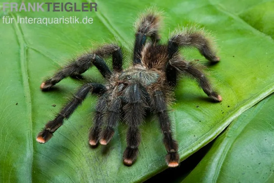 Gemeine Vogelspinne, Avicularia avicularia