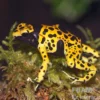 Genetzter Baumsteiger, Dendrobates leucomelas "Bolivar"