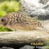 Genetzter Panzerwels, Corydoras sodalis