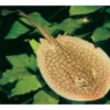 Genetzter Süßwasserrochen, Potamotrygon reticulatus, 12-15 cm (Rarität)