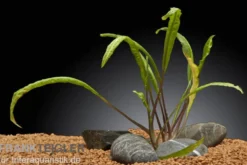 Genoppter Wasserkelch, Cryptocoryne crispatula var. balansae, im Topf