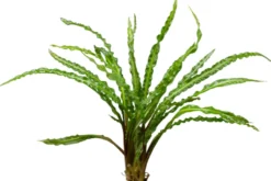 Genoppter Wasserkelch, Cryptocoryne crispatula var. balansae, im Topf