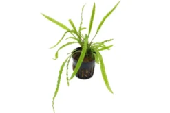 Genoppter Wasserkelch, Cryptocoryne crispatula var. balansae, im Topf