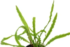Genoppter Wasserkelch, Cryptocoryne crispatula var. balansae, im Topf
