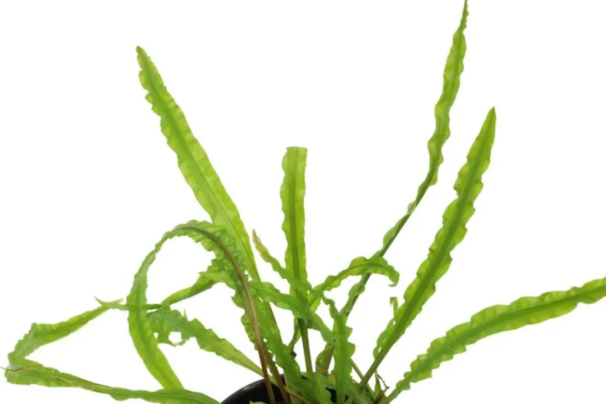 Genoppter Wasserkelch, Cryptocoryne crispatula var. balansae, im Topf