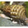 Genoppte Turmdeckelschnecke, Brotia henriettae