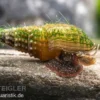 Genoppte Turmdeckelschnecke, Tarebia granifera