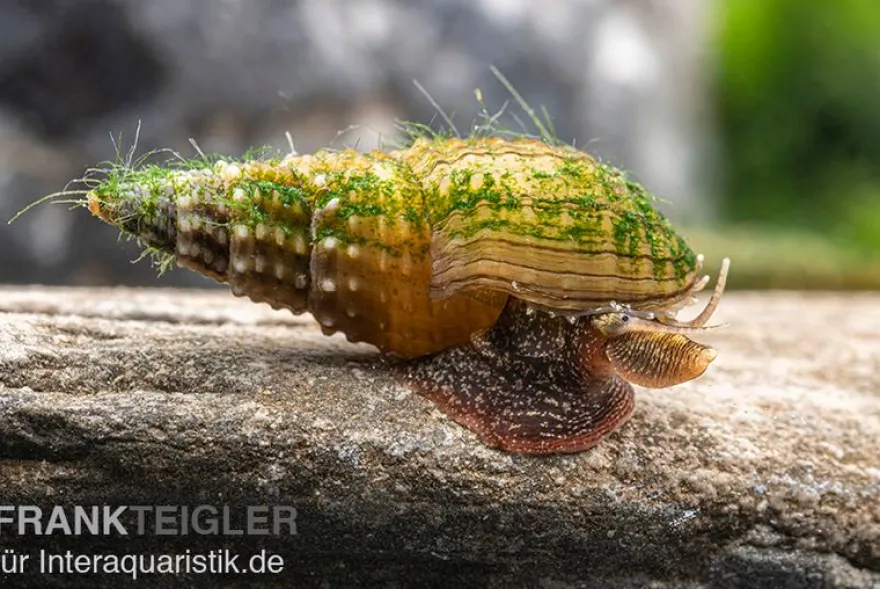 Genoppte Turmdeckelschnecke, Tarebia granifera