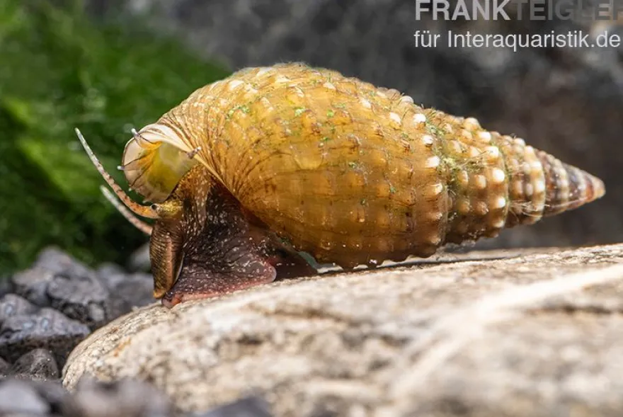 Genoppte Turmdeckelschnecke, Tarebia granifera