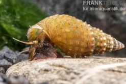 Genoppte Turmdeckelschnecke, Tarebia granifera