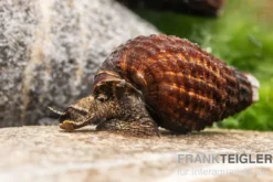 Genoppte Turmdeckelschnecke, Tarebia granifera