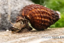 Genoppte Turmdeckelschnecke, Tarebia granifera
