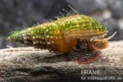 Genoppte Turmdeckelschnecke, Tarebia granifera